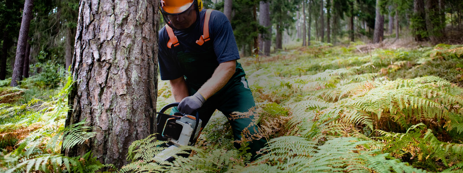 Gérer sa forêt