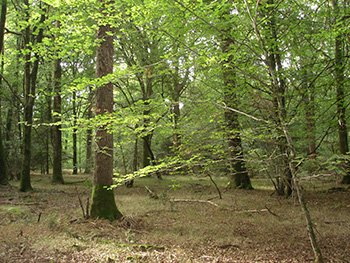 Investissement Forestier