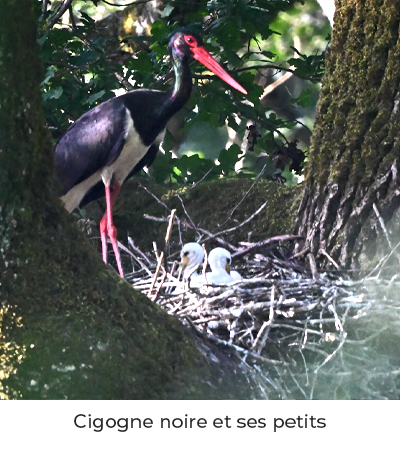 Cigogne noire et ses petits