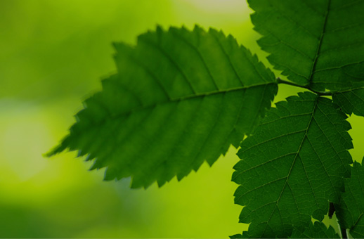 Acquérir des parts de groupement forestier