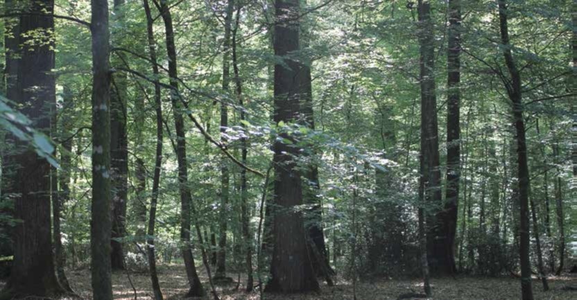 L’Indicateur 2017 du prix de vente des bois sur pied est disponible L’Indicateur 2017 du prix de vente des bois sur pied est disponible