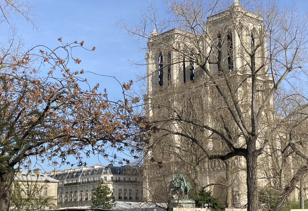 La Société Forestière participe à la reconstruction de la charpente de Notre Dame