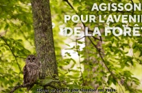 http://www.sfcdc-multimedia.fr/2020/SFCDC_2020.mp4 Vœux 2020 des Collaborateurs de la Société Forestière