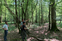 La Société Forestière certifiée FSC® pour sa gestion forestière durable