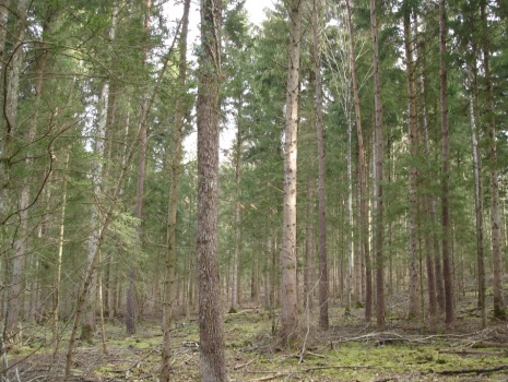 Peuplement forestier avec 28 ha de futaie des sapins-épicéas
