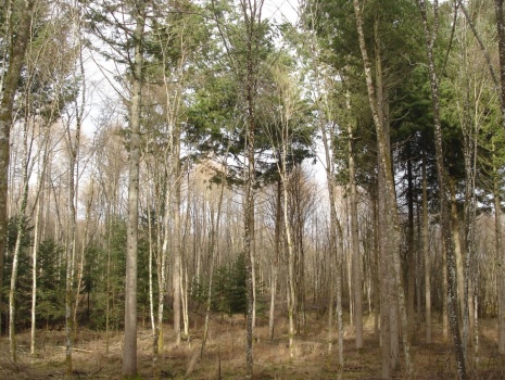 Peuplement forestier avec 45 ha de taillis avec réserves