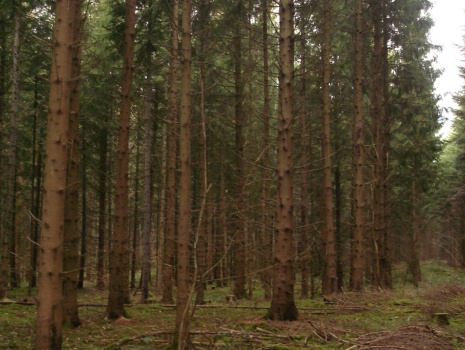 Peuplement forestier avec 48 a de plantation de douglas